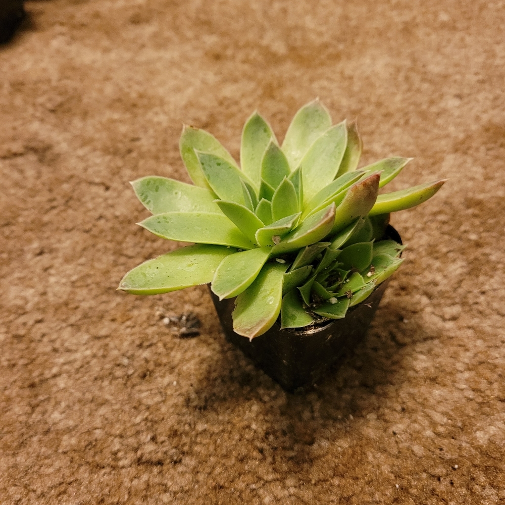3 inch green, yellow, red succulent
